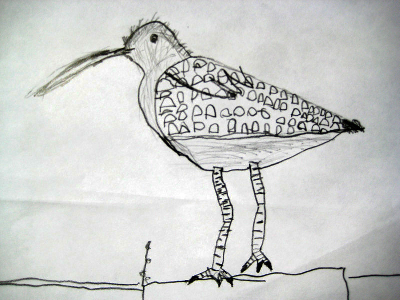 2011 - Preparatory drawing - Curlew